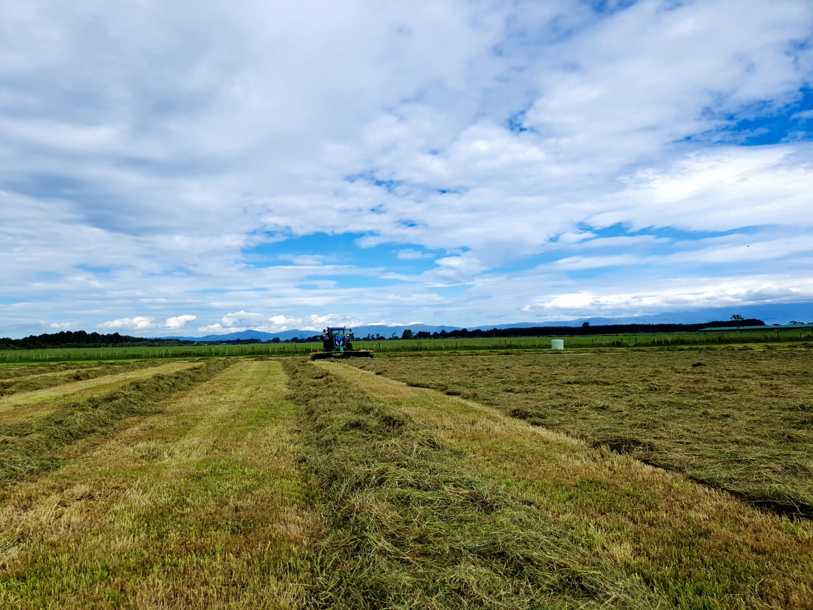 Front mounted rake on tractor raking a row of hay